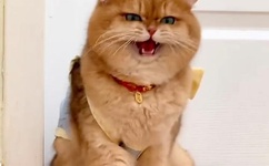 新香蕉视频在线